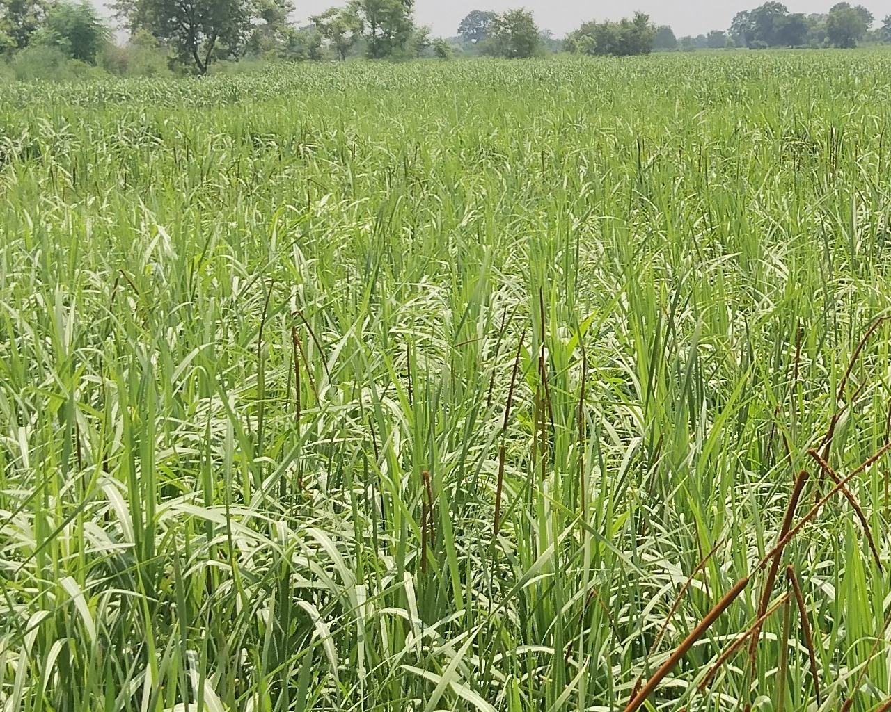 उखु किसानलाई सधैँको पिडा